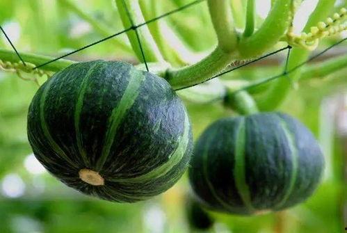 贝贝可以吃的瓜,盘点适合宝贝食用的美味瓜果