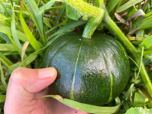 贝贝可以吃的瓜,盘点适合宝贝食用的美味瓜果