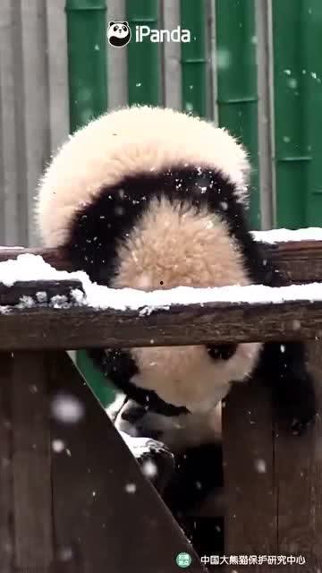 吃瓜小熊微信,揭秘娱乐圈那些事儿