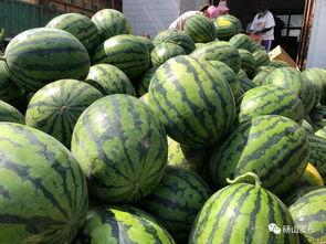 砀山直播吃瓜事件,一场网络争议的瓜田奇遇记