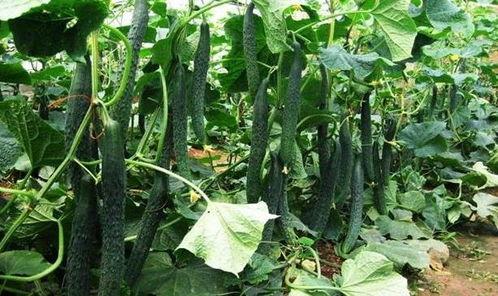 吃大瓜的最佳时间,尽享吃大瓜的极致美味时光