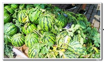 龙井骑行吃瓜,沿途吃瓜,体验别样春日休闲时光