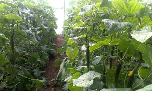 开润股份吃瓜,揭秘“吃瓜”背后的商业风云