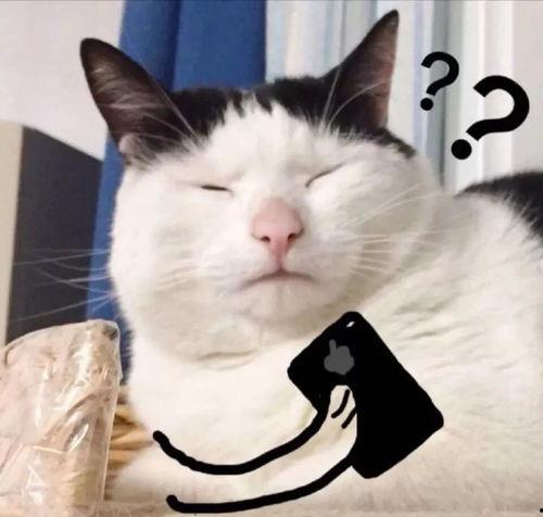 猫猫吃瓜tx头像,揭秘猫猫的趣味生活瞬间