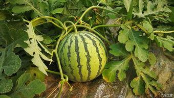 版纳吃瓜事件,一场引发热议的美食风波