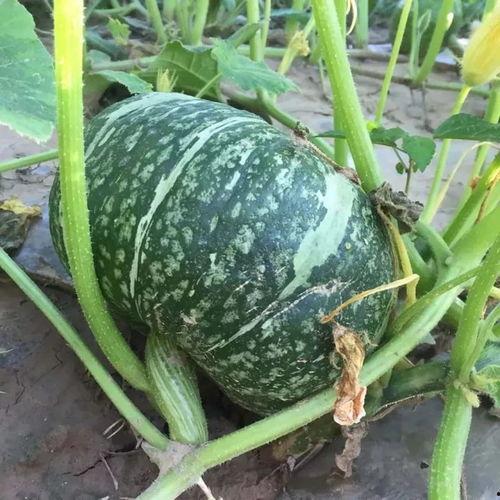 看小孩吃板栗瓜,小孩品尝美味瞬间