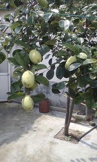 梦见树瓜和吃树瓜,树瓜的奇幻之旅与美味诱惑