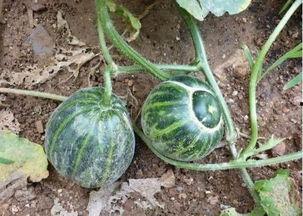 农村吃土瓜视频,农村土瓜视频带你领略田园风味