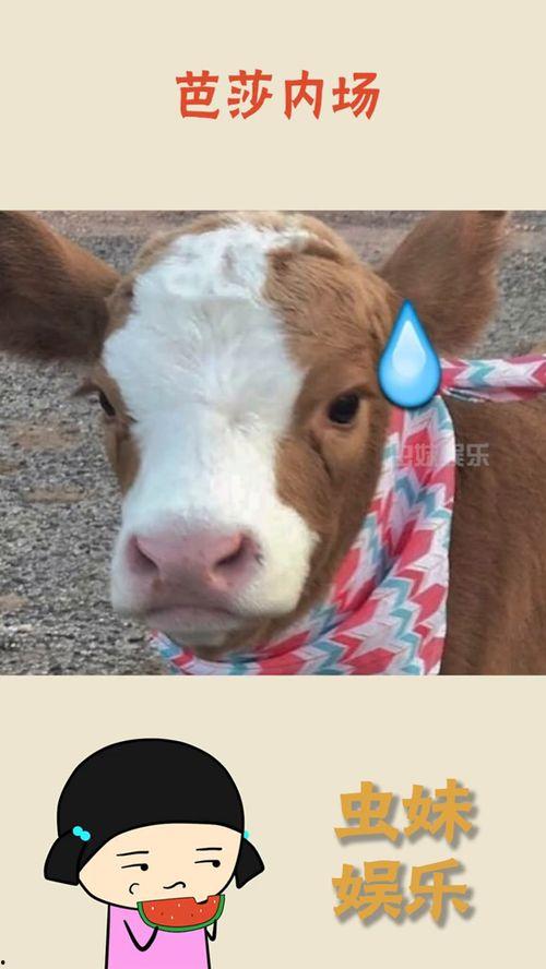 抖音各类吃瓜,揭秘热门事件背后的真相与笑料