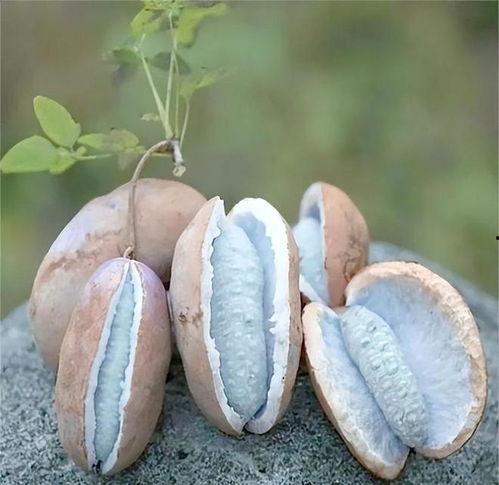 八月瓜怎么吃不会吃,避免误食的秘诀