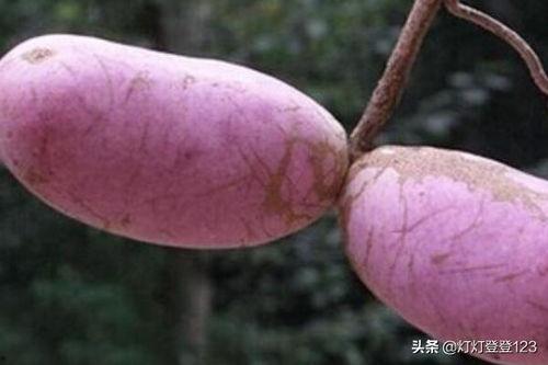 八月瓜怎么吃不会吃,避免误食的秘诀