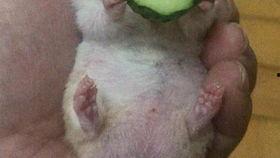 老王吃瓜的作品,揭秘娱乐圈背后的那些事儿