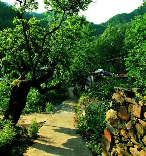 王府竹海吃瓜群众,吃瓜群众的夏日狂欢盛宴