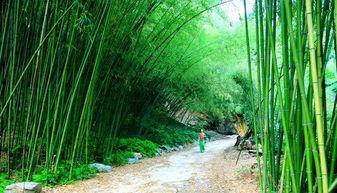 王府竹海吃瓜群众,吃瓜群众的夏日狂欢盛宴