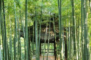 王府竹海吃瓜群众,吃瓜群众的夏日狂欢盛宴