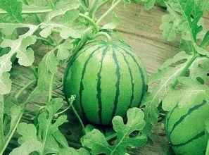 小地瓜吃瓜,小地瓜的甜蜜瓜果之旅