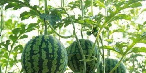 花碎花直播吃瓜,一场别开生面的吃瓜盛宴