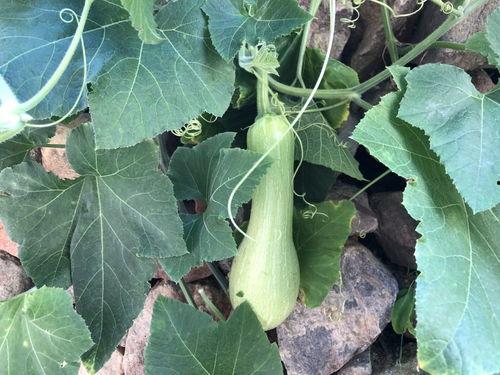 立秋名俗吃瓜,传承民俗,瓜果飘香庆丰收