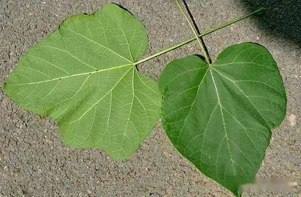 立秋名俗吃瓜,传承民俗,瓜果飘香庆丰收