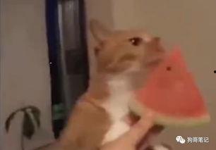 吃瓜遇到小猫,温馨瞬间定格