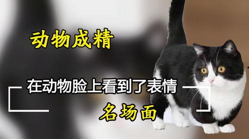 吃瓜遇到小猫,温馨瞬间定格