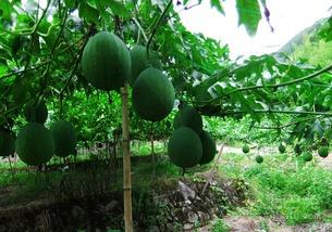 孕早期可以吃吊瓜,呵护母婴健康