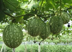 孕早期可以吃吊瓜,呵护母婴健康