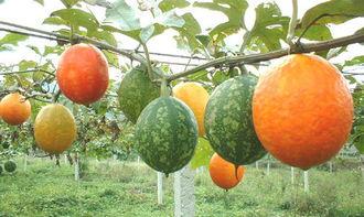 孕早期可以吃吊瓜,呵护母婴健康